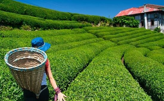 DOĞU KARADENİZ & BATUM TURU ( 3 GECE OTEL KONAKLAMALI)