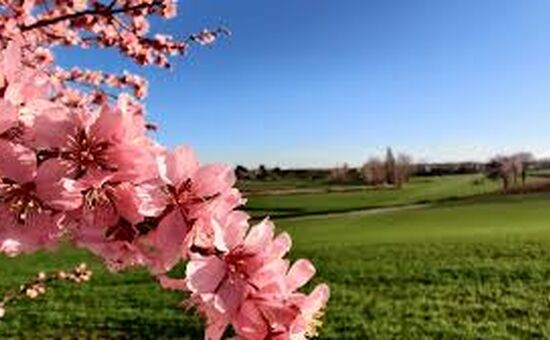 Datça Badem Çiçeği Festivali