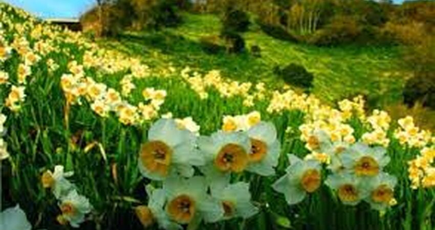 Karaburun Nergis Festivali