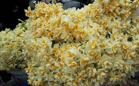 Karaburun Nergis Festivali