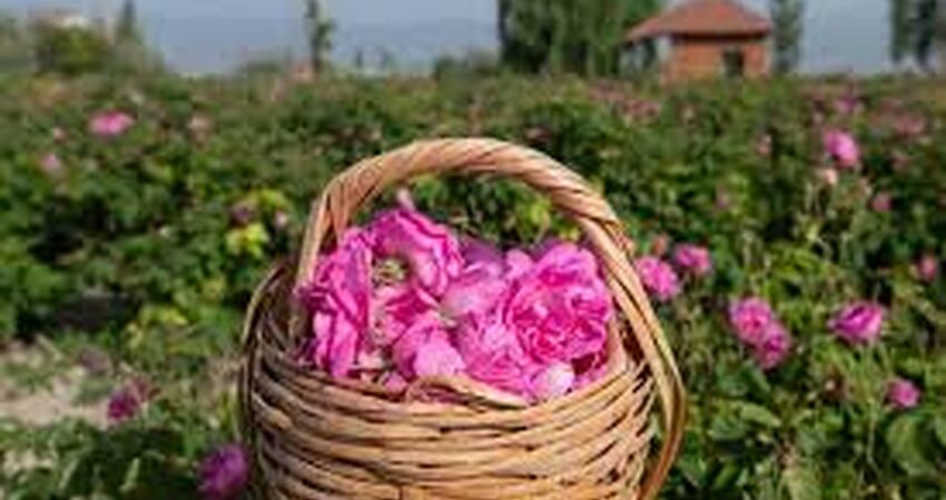 Isparta Gül Festivali Turu