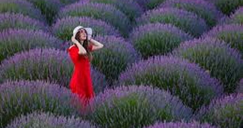 Isparta Lavanta Festivali Turu