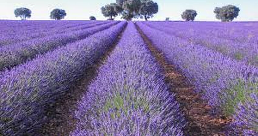 Isparta Lavanta Festivali Turu
