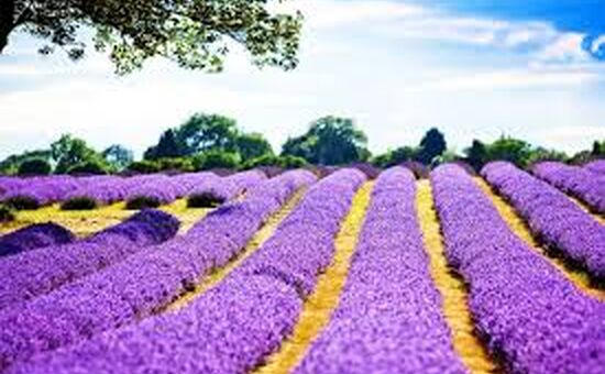 Isparta Lavanta Festivali Turu