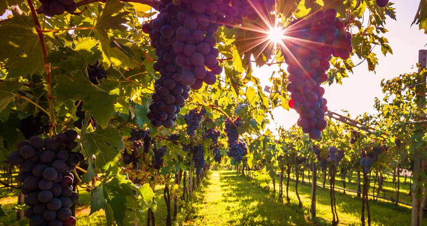 Bozcaada Bağ Bozumu Festivali Turu